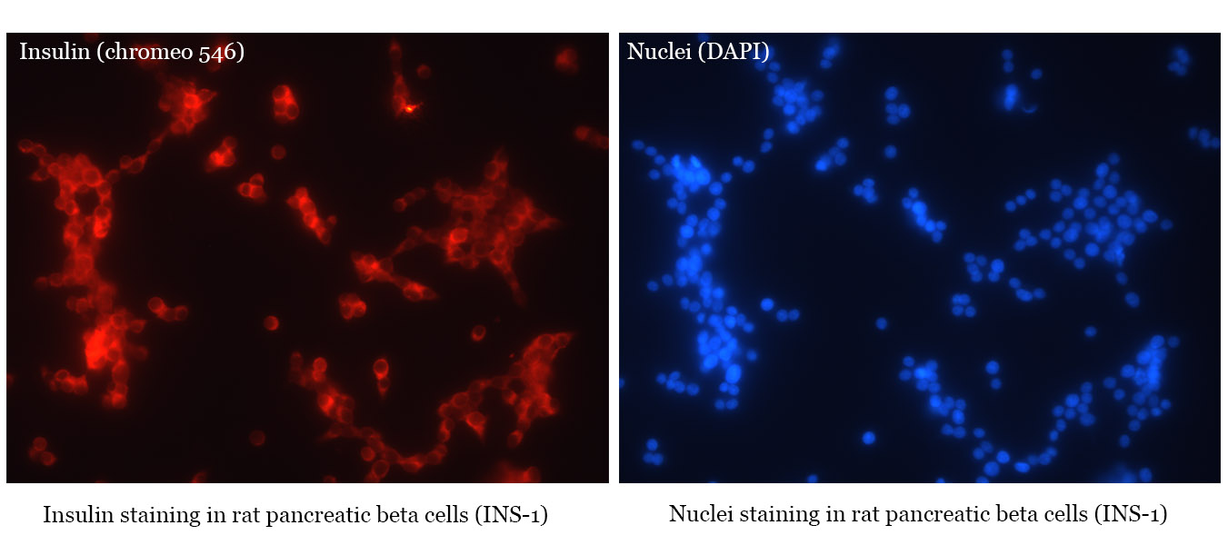 Immunostaining