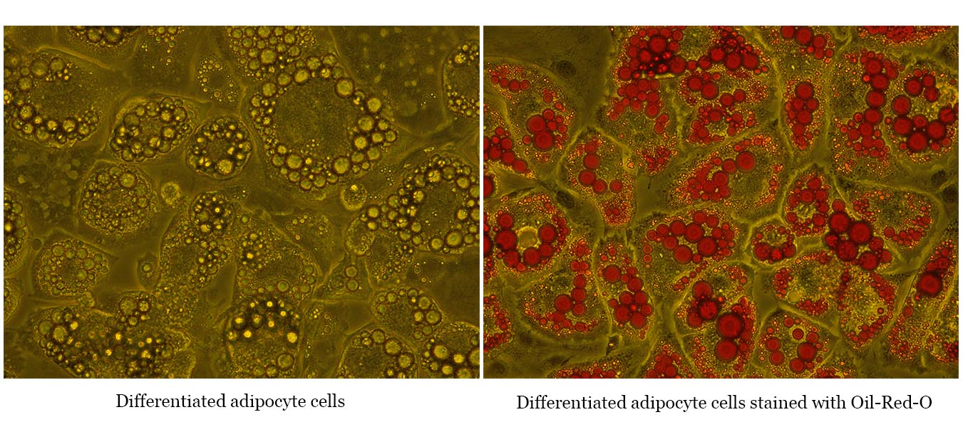 Oil Red O Staining