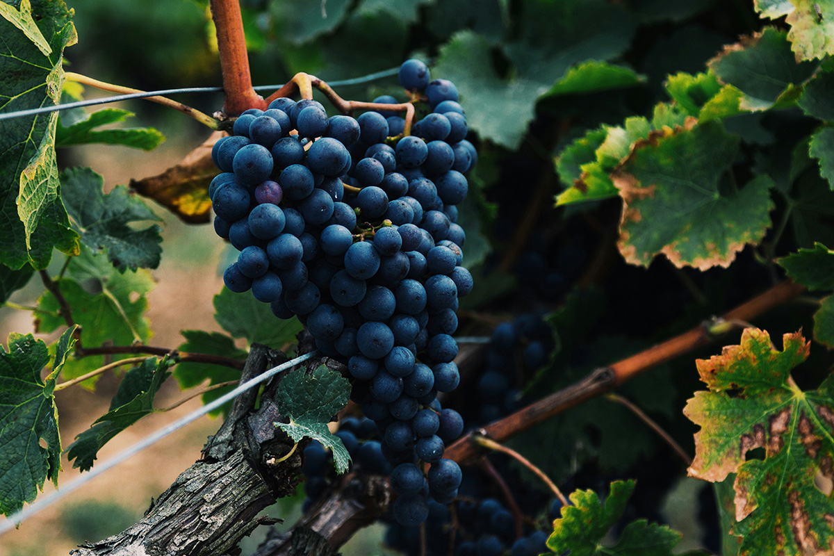 Red grapes on the vine