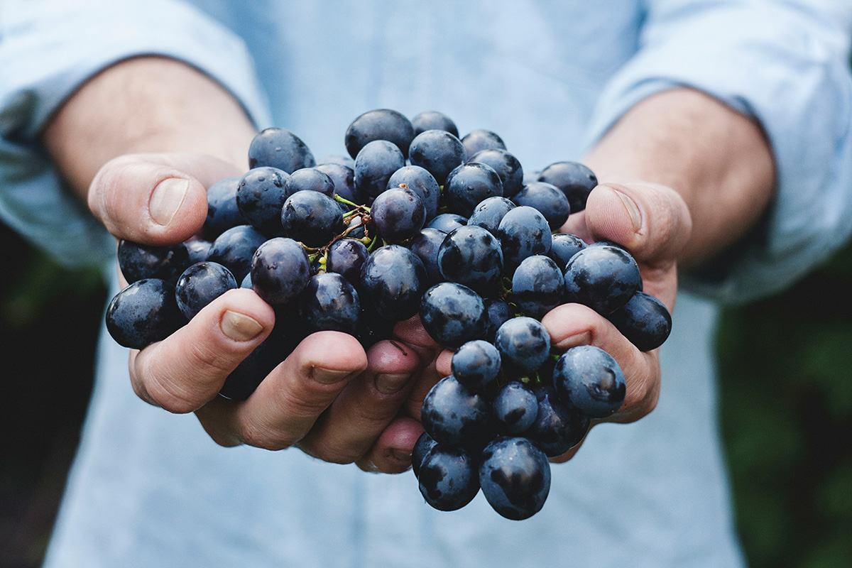 Man holding grapes in hands