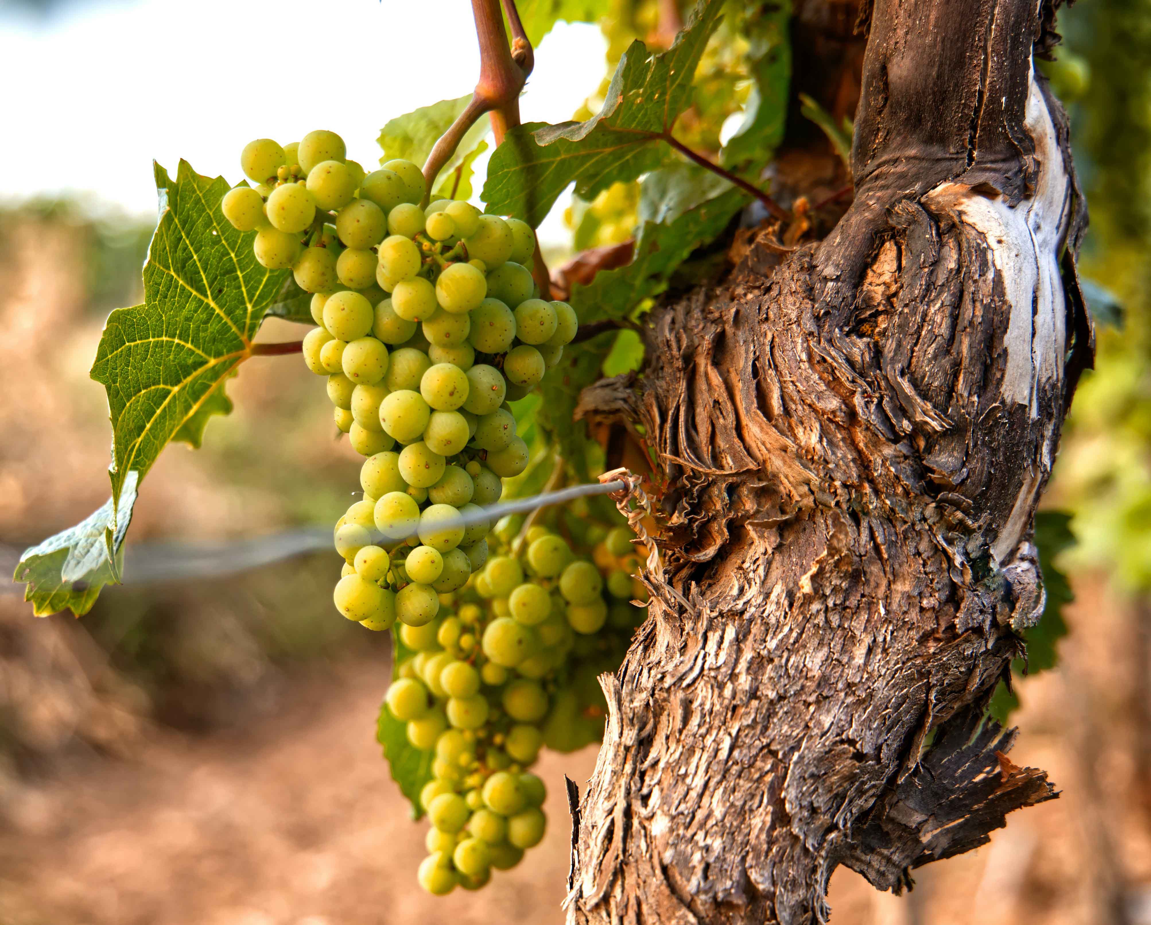 Green grapes on vine and tree trunk