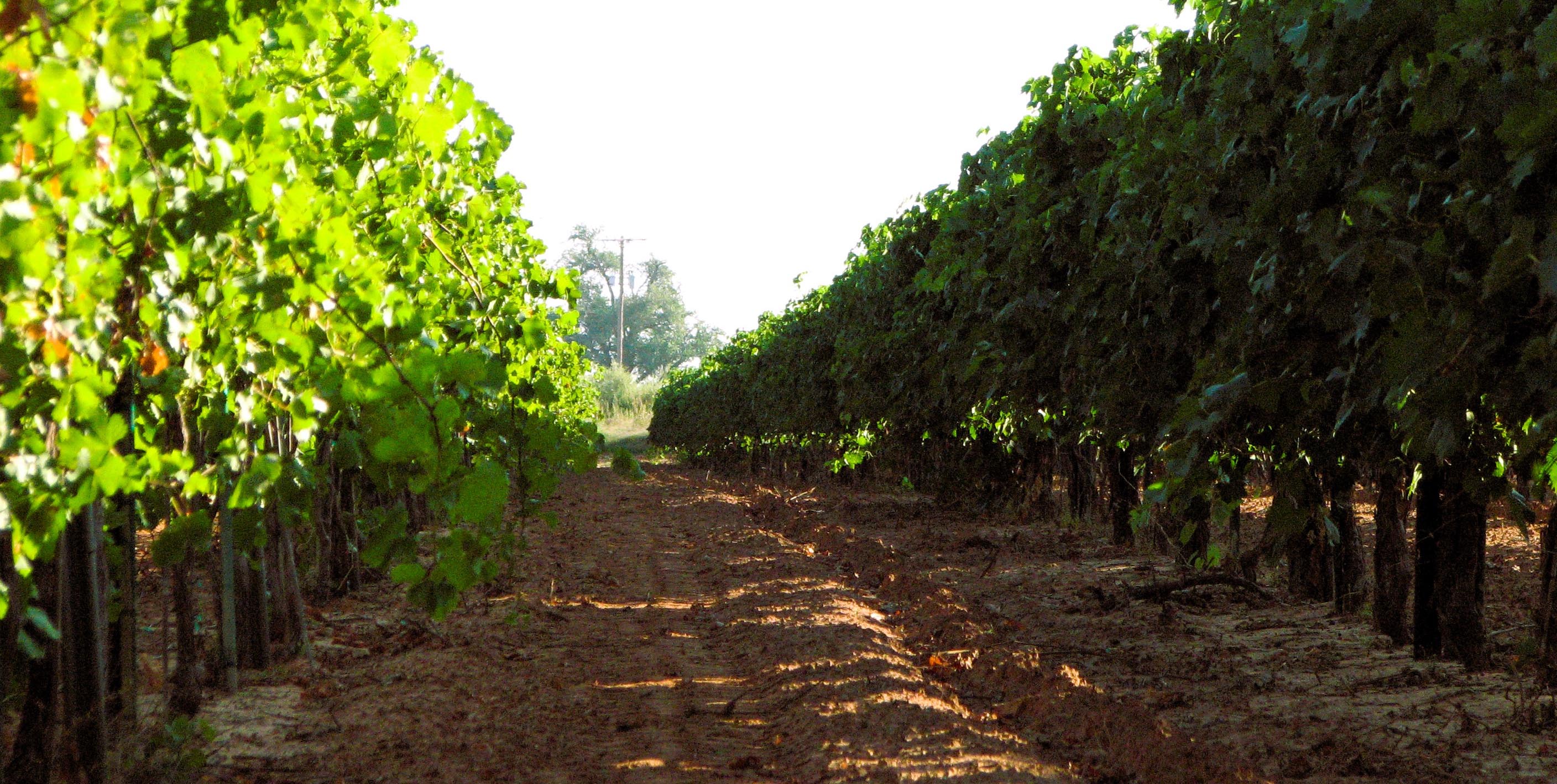 Vineyard with grape plants in rows of grape vine greenery