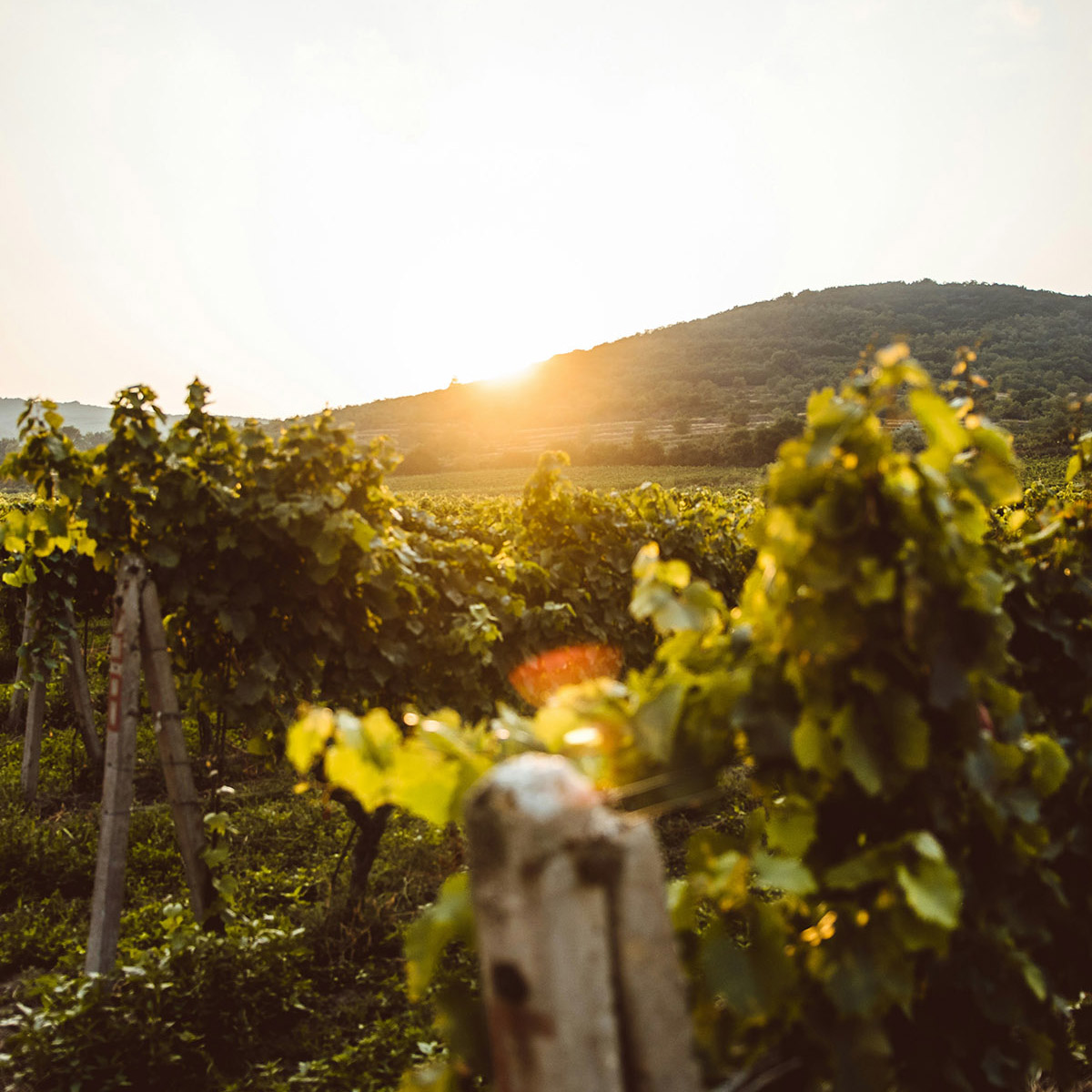 Vineyard with grape plants in rows of grape vine greenery