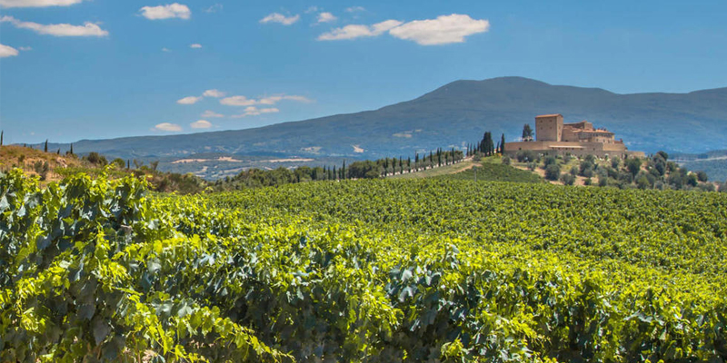 Wine Study Abroad Texas Tech