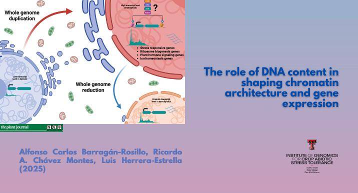 The role of DNA content in shaping chromatin architecture and gene expression