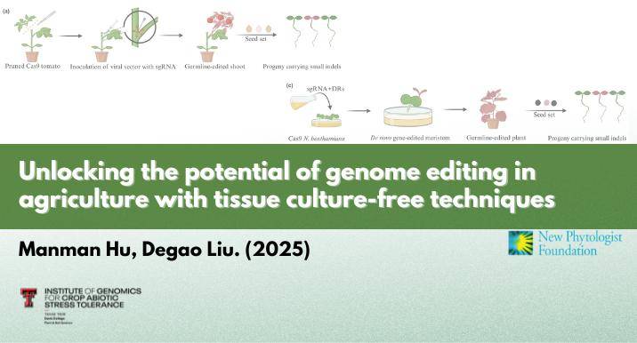 Unlocking the potential of genome editing in agriculture with tissue culture-free techniques