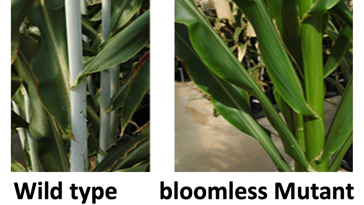 Genome editing; abiotic stress tolerance; crop improvement