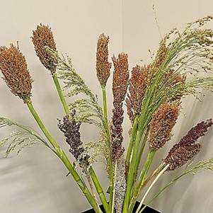 sorghum3