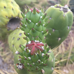 Ricardo Chavez crop genomics abiotic stress tolerance genome editing