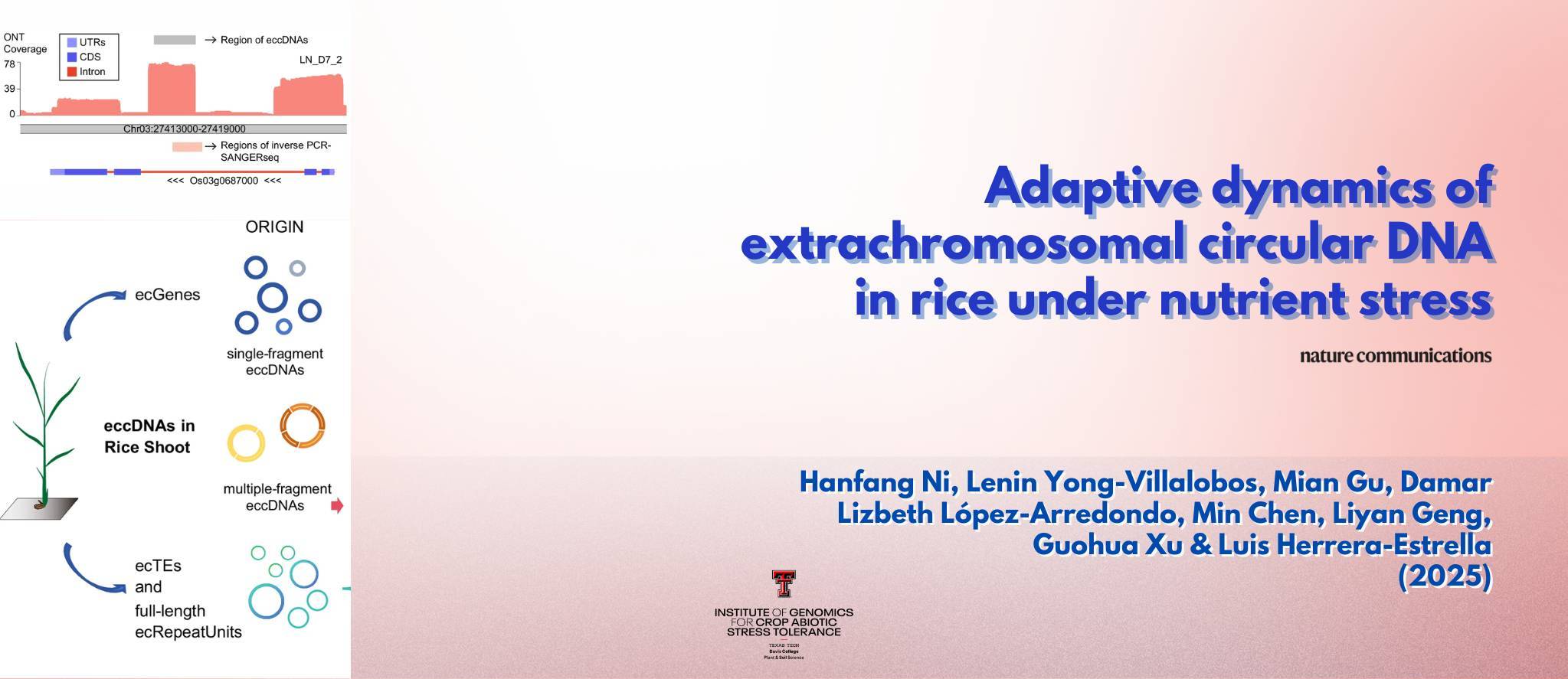 Adaptive dynamics of extrachromosomal circular DNA in rice under nutrient stress