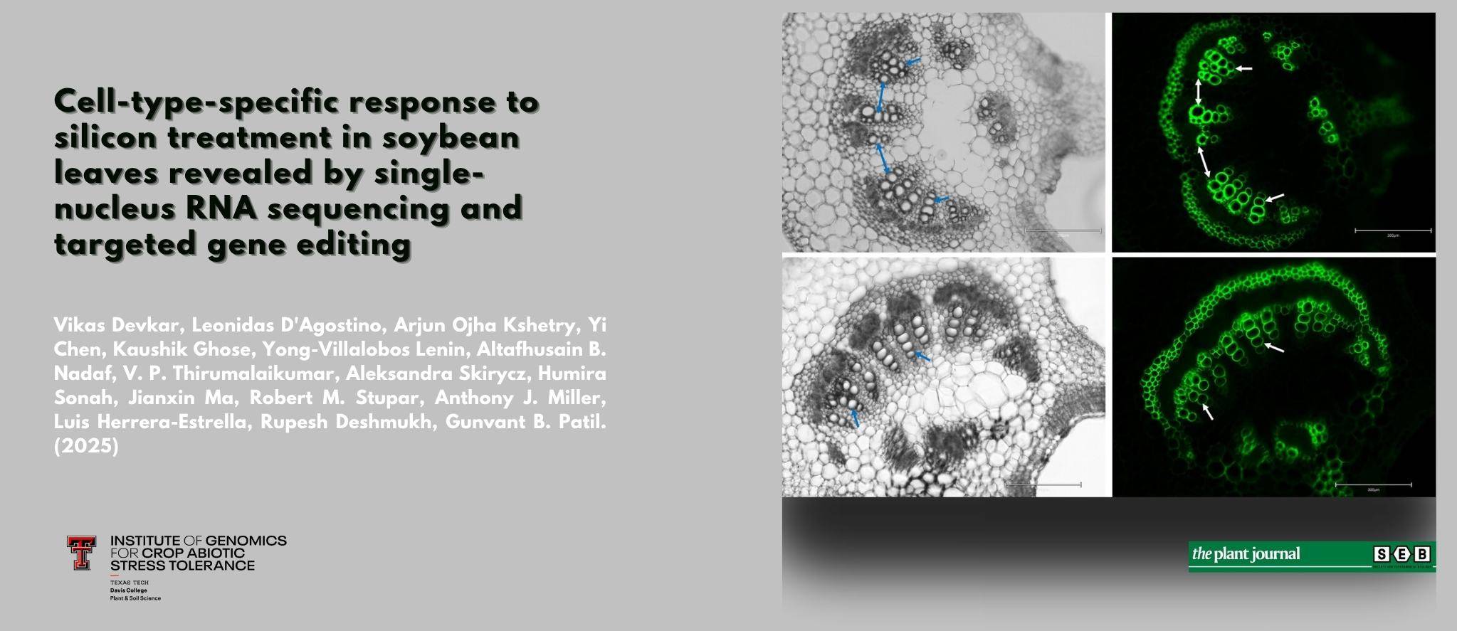 Cell-type-specific response to silicon treatment in soybean