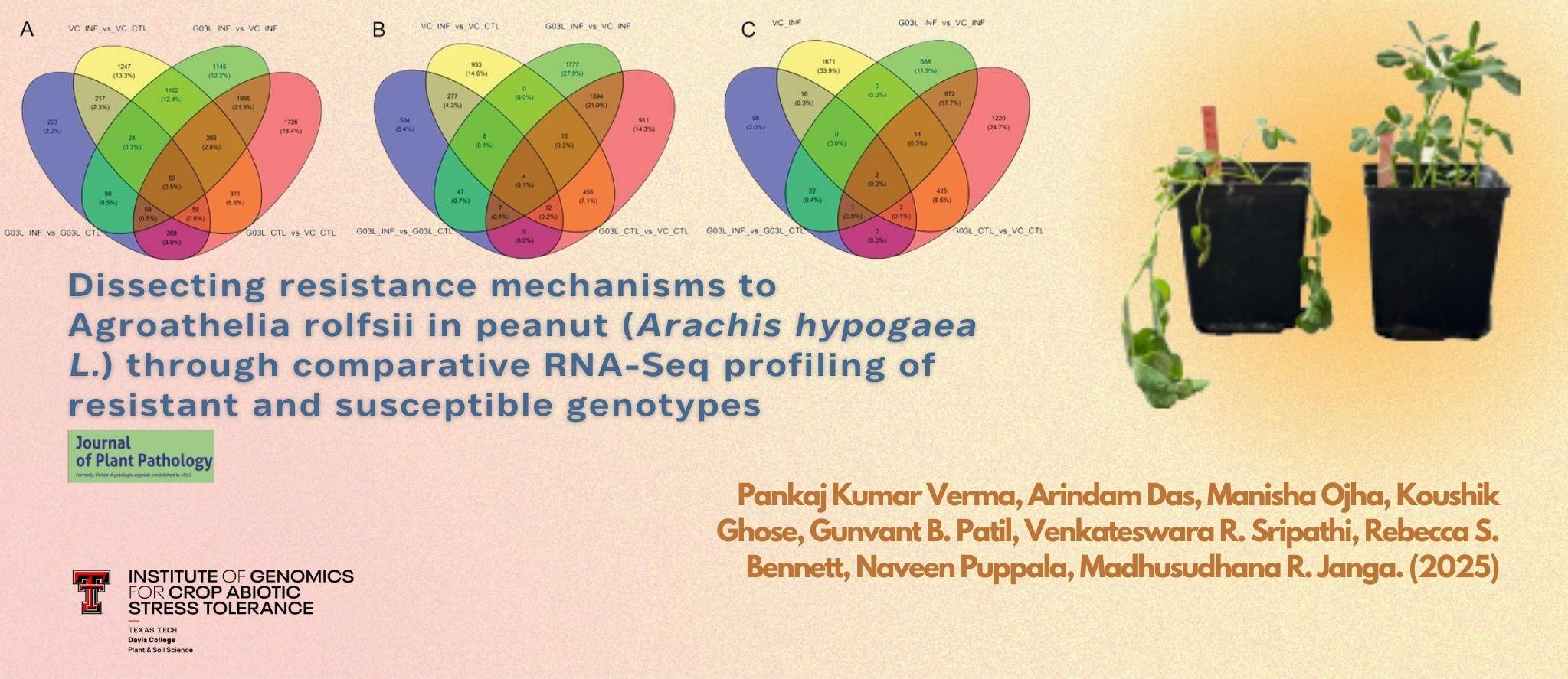 Dissecting resistance mechanisms to Agroathelia rolfsii in peanut