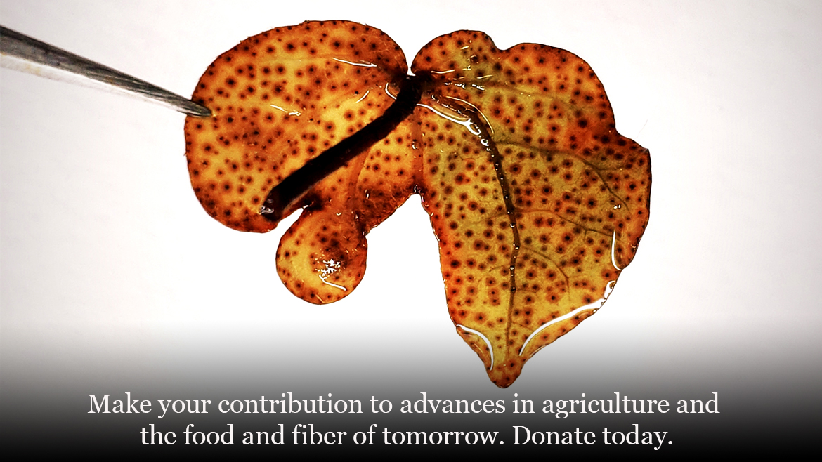 Make your contribution to advances in agriculture anf the food an dfiber of tomorrow. Donate To IGCAST