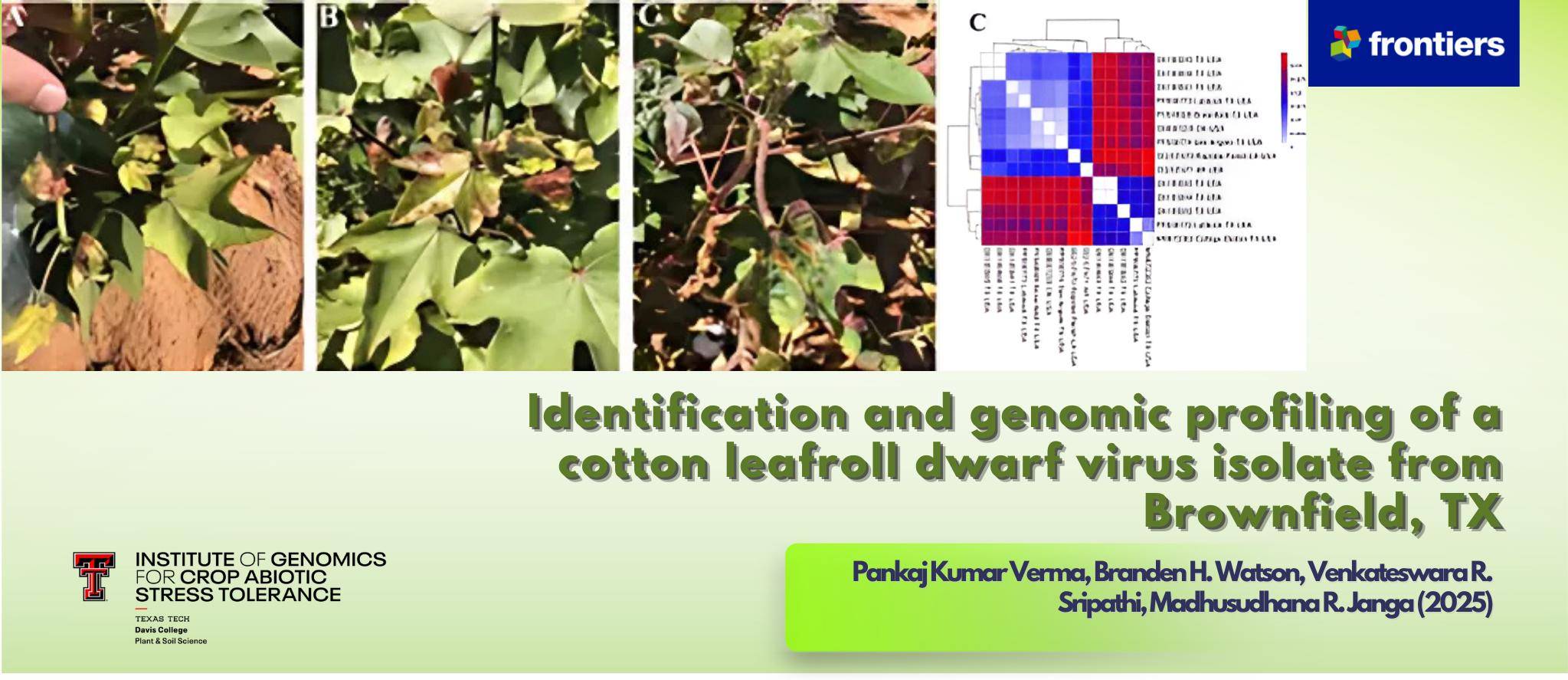 Identification and genomic profiling of a cotton leafroll dwarf virus isolate from Brownfield