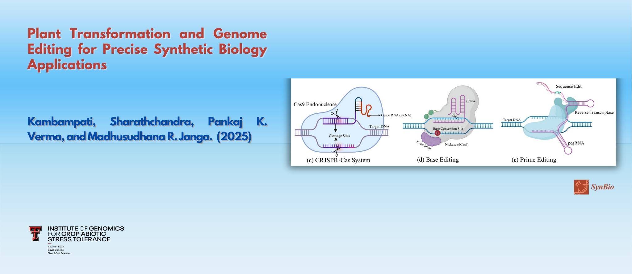 Plant Transformation and Genome Editing for Precise Synthetic Biology Applications