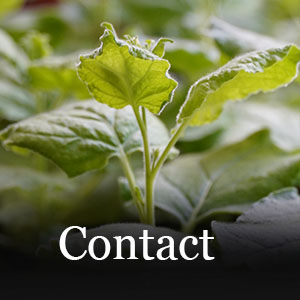 Contact IGCAST