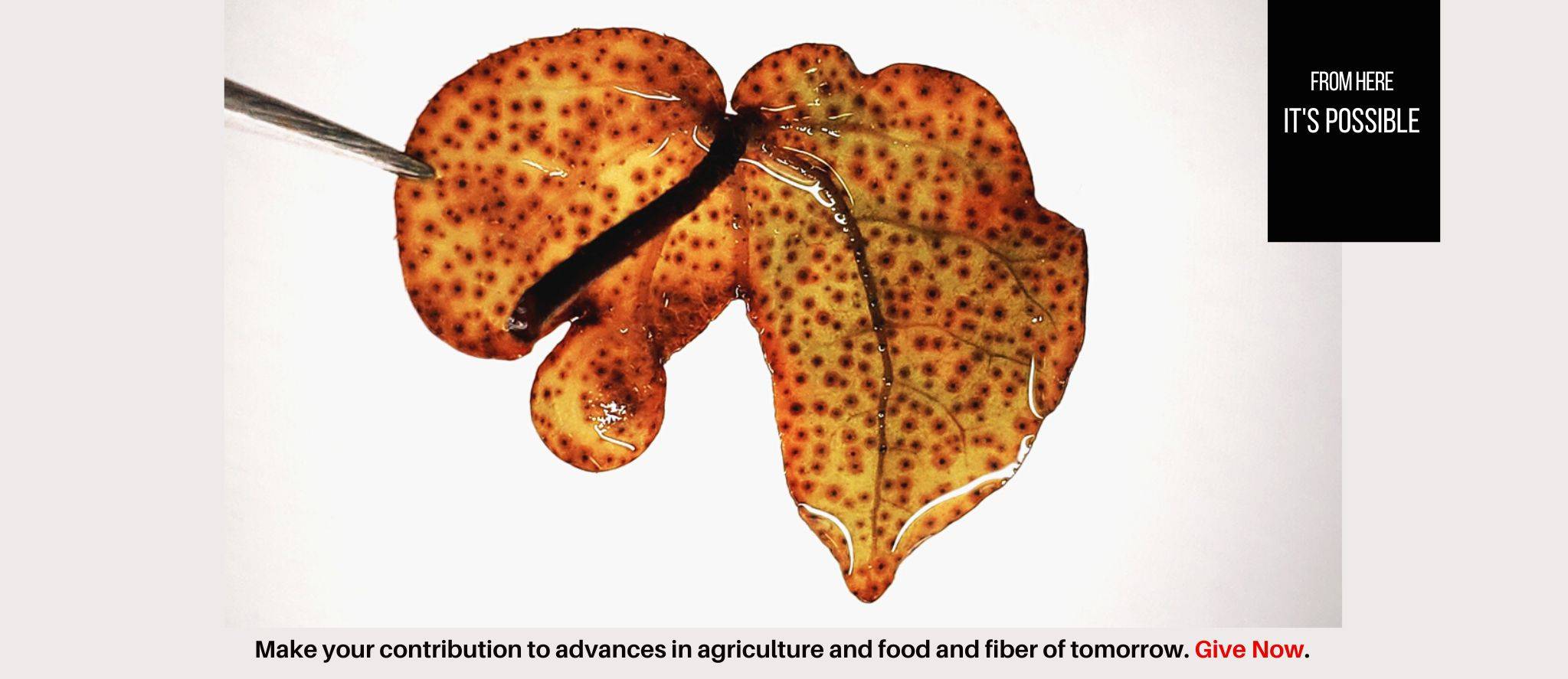 Make your contribution to advances in agriculture anf the food an dfiber of tomorrow. Donate To IGCAST