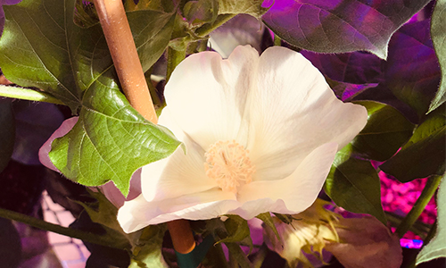 Cotton.plant