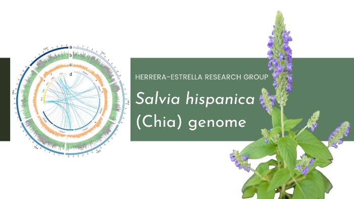 Salvia hispanica Salvia hisoanica