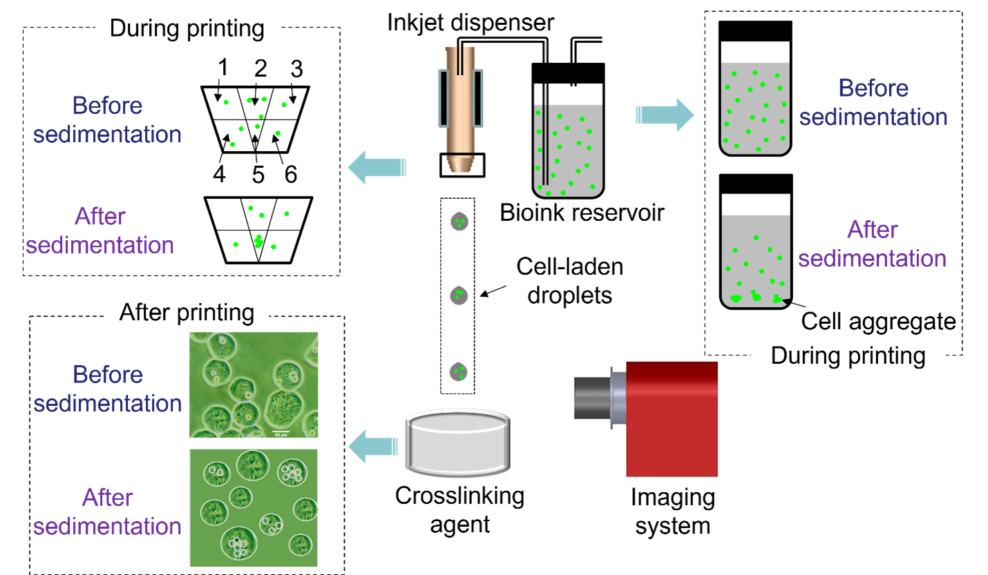 biolab3