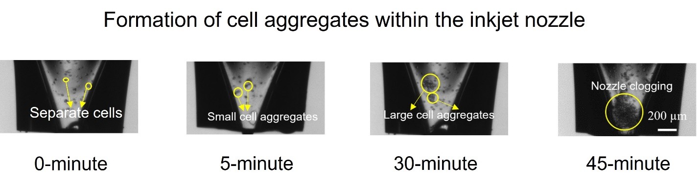 biolab4