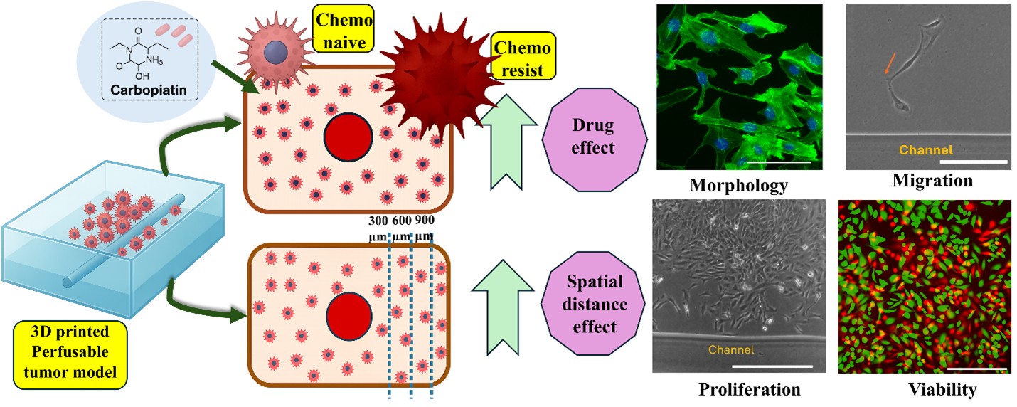 洋書 Cell and Organ Printing 洋書 Cell and Organ Printing Bioprinting on Organ-on-Chip