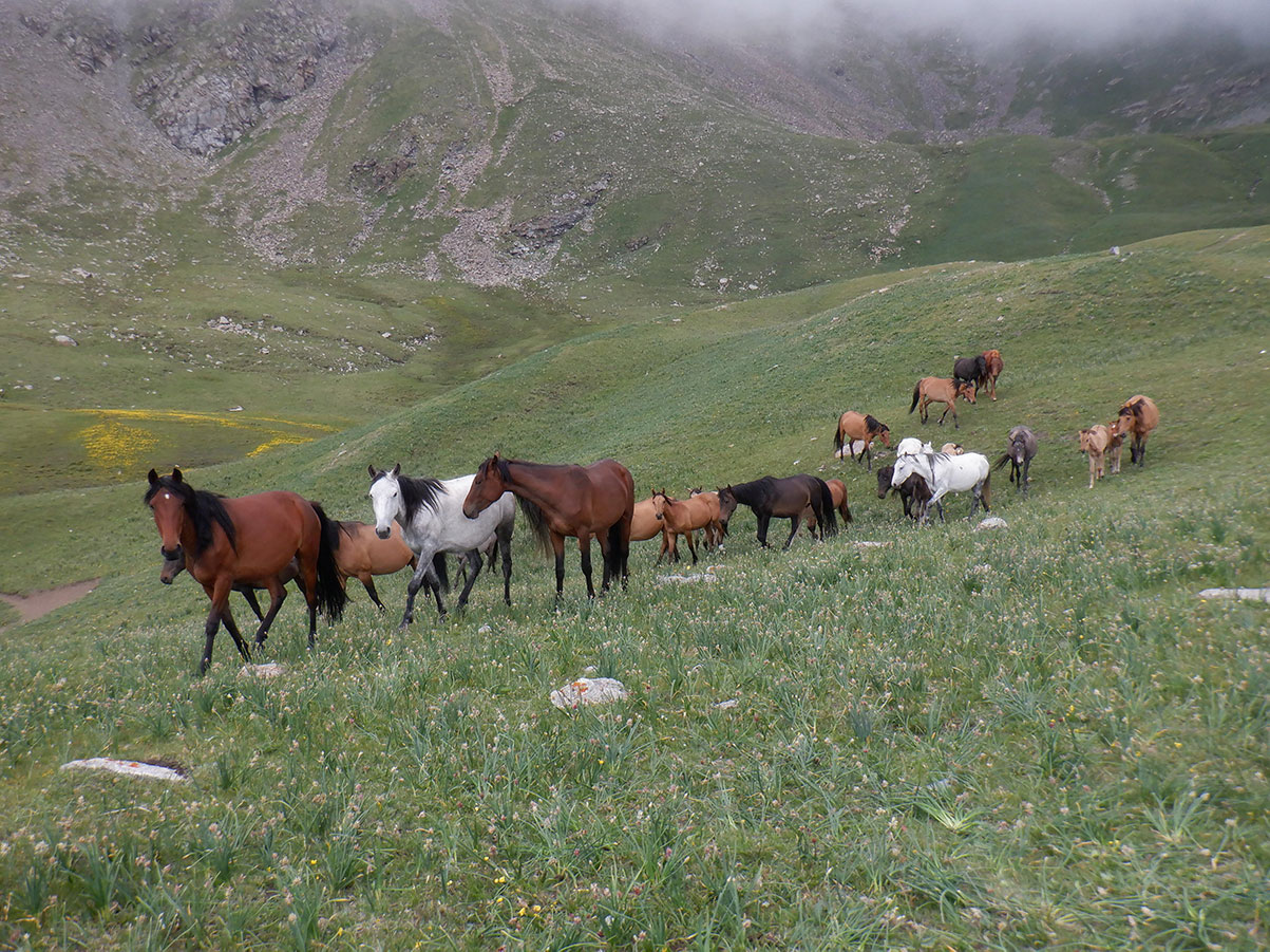Saryn Vrij, Kyrgyzstan