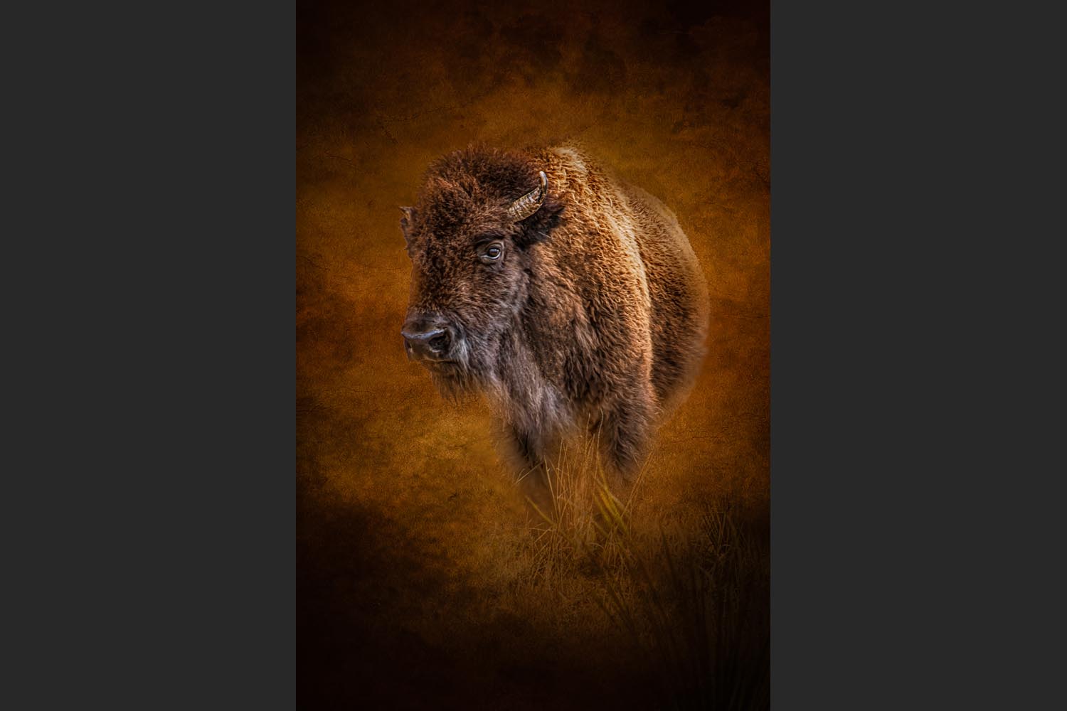 Sharon Mouser: Bison - Caprock Canyon State Park,Texas