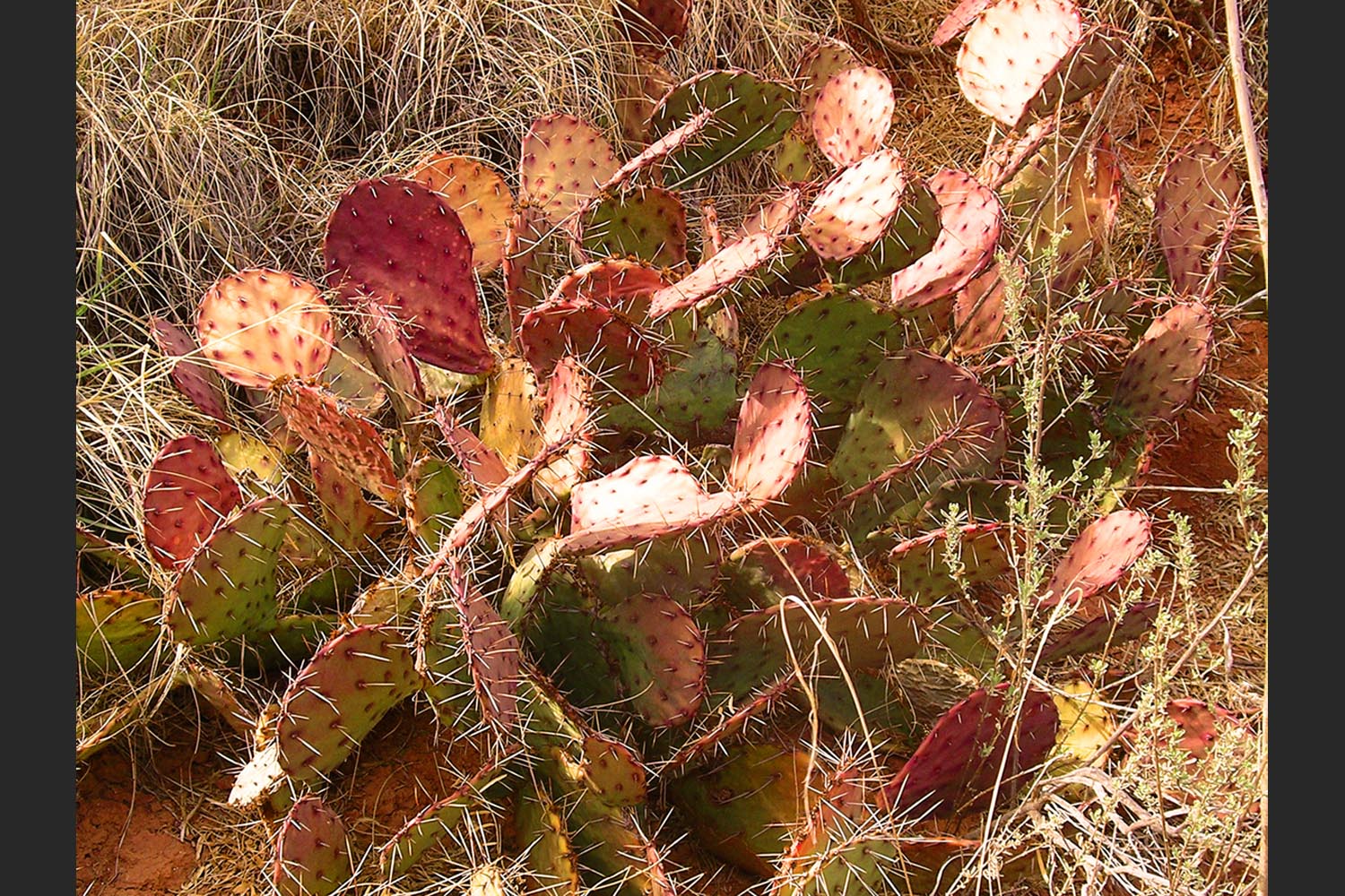 Robin Clark: Palo Duro Cactus - Palo Duro Canyon, Texas