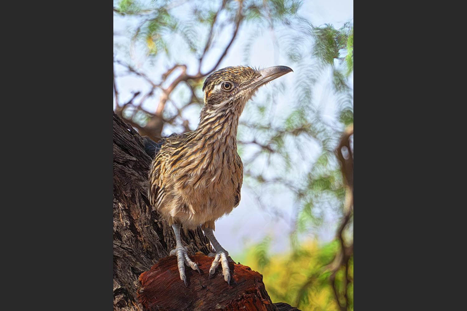 Carl Maier: Roadrunner - Las Cruces, New Mexico