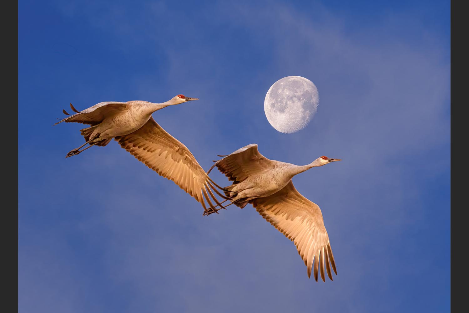 Steve Sucsy: The Moon Put on an Elegant Show -  Bosque Del Apache Wildlife Refuge
