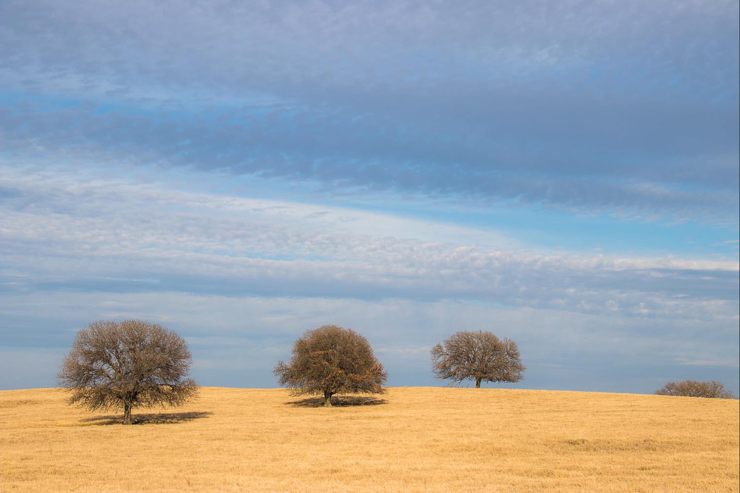 Pody Connally: Three Trees Top - Wichita Falls, Texas 