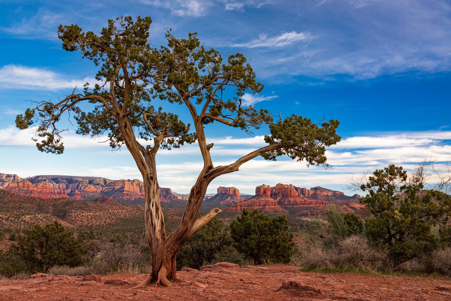 Michael Blachly: Tree with a View - Sedona, Arizona