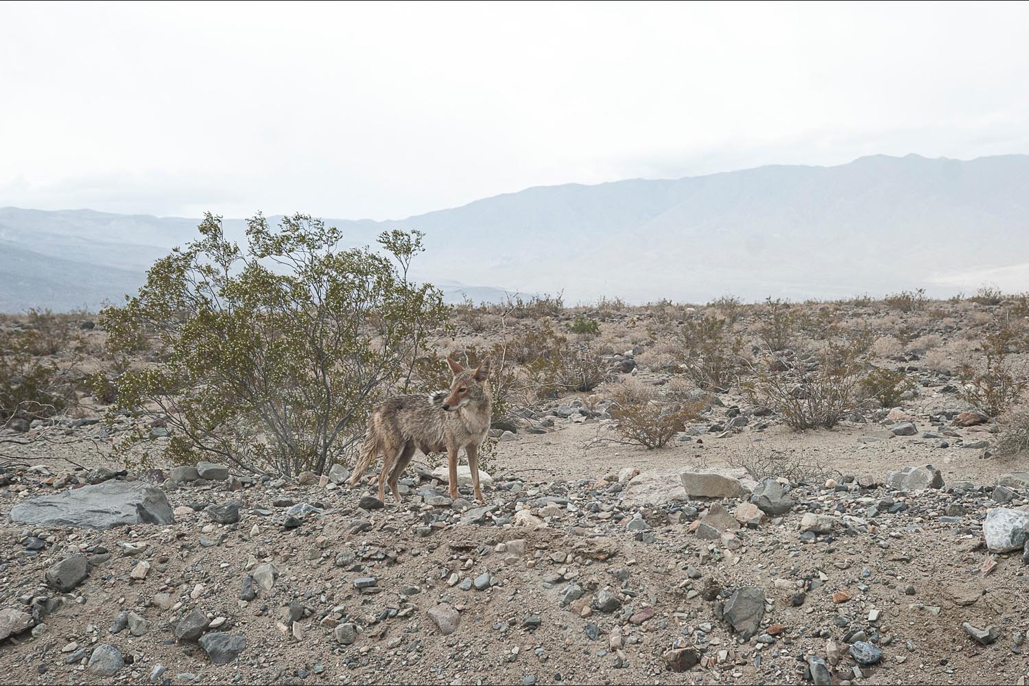 Hal Beesley: Coyote After a Dust Storm - Death Valley, California