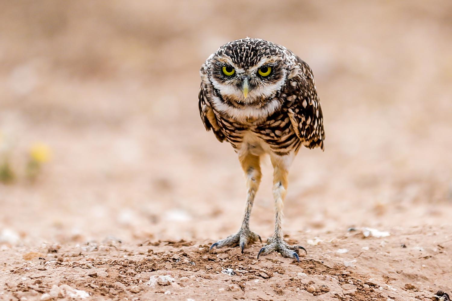 Heather Eaton: The Glare of a Burrowing Owl - West Texas (Lubbock)