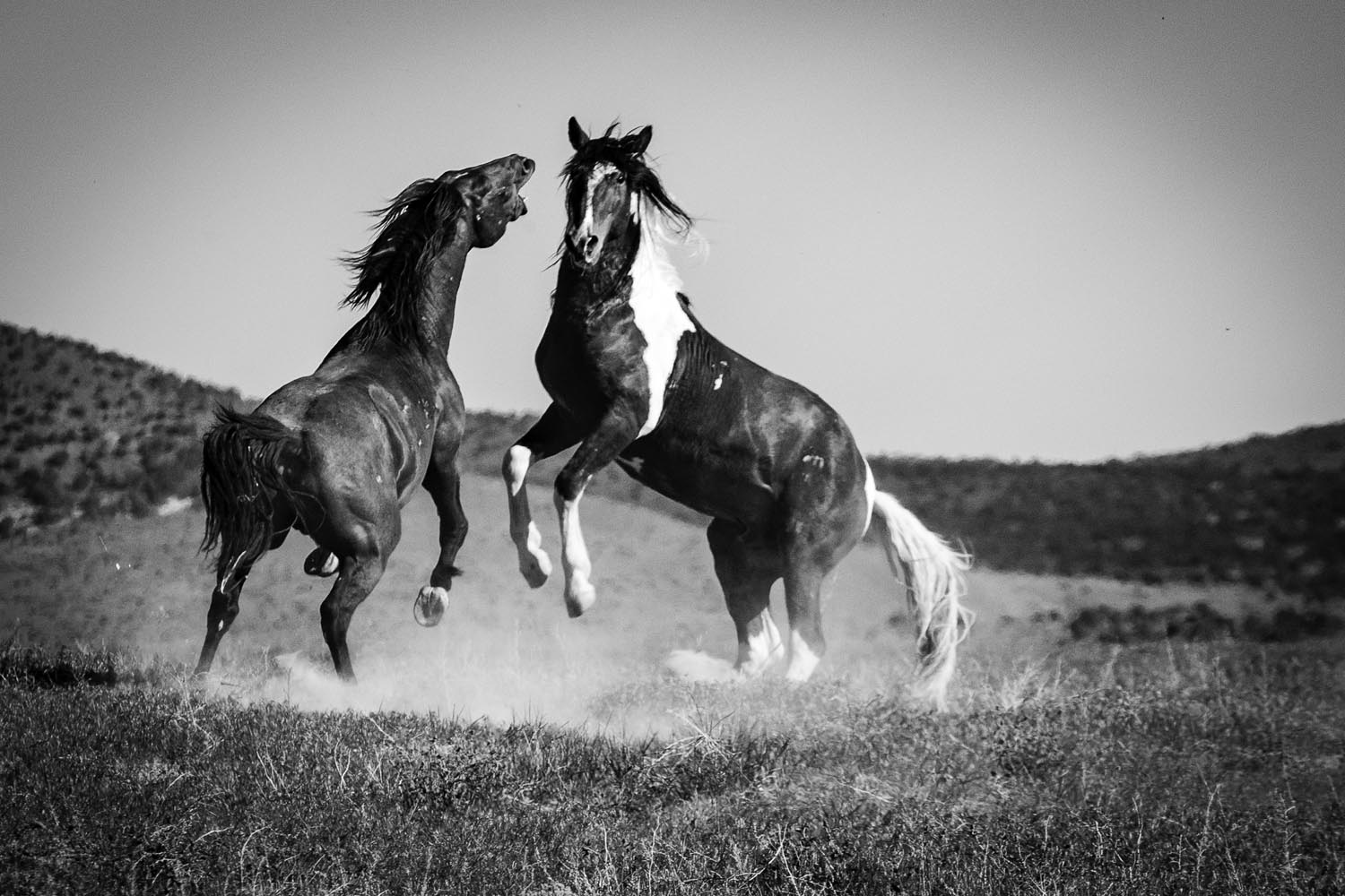 Glenn Rudd: Mustangs Challenge - Dugway, Utah 