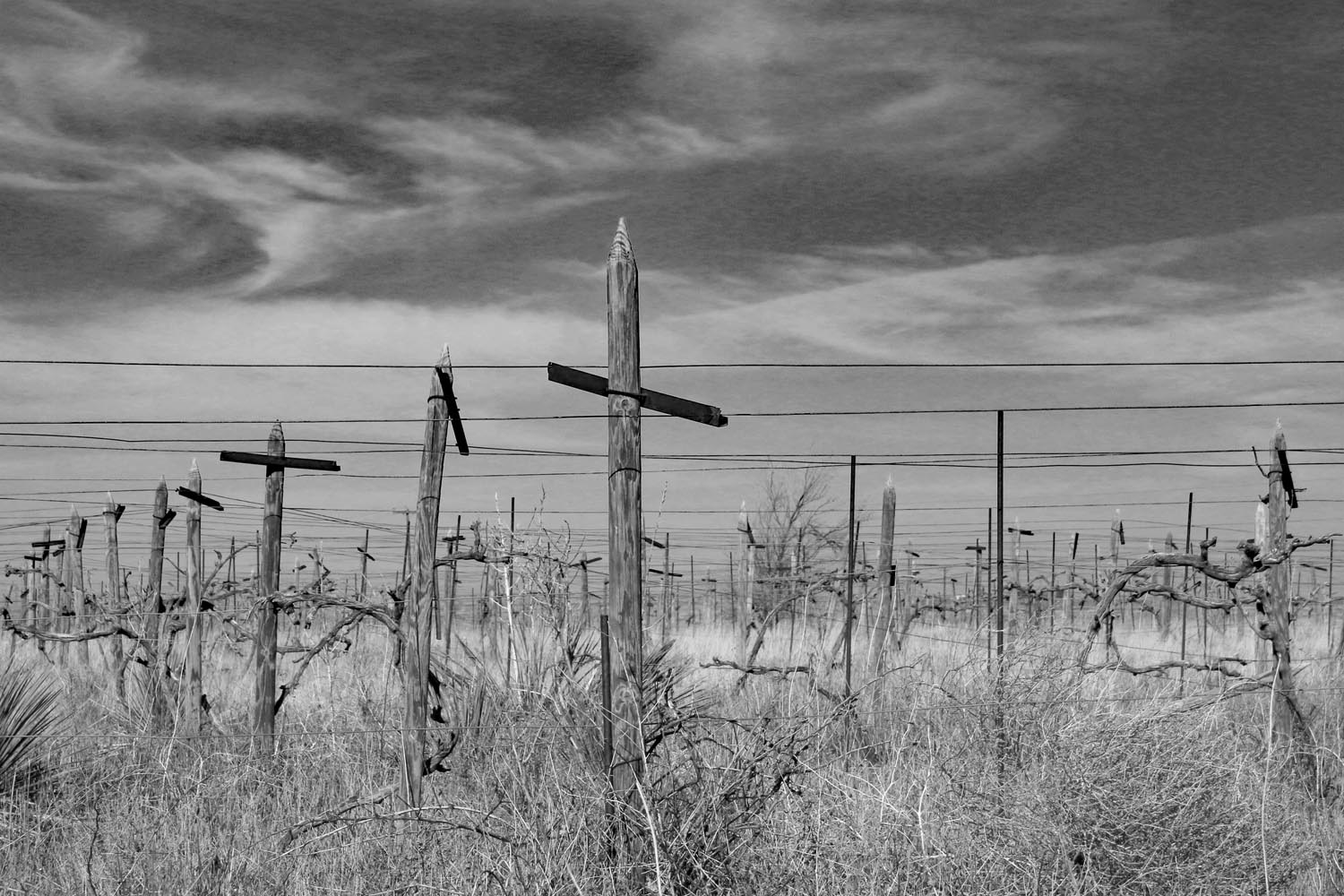 Sandy Fortenberry: Requiem for a Vineyard - Hockley County, Texas