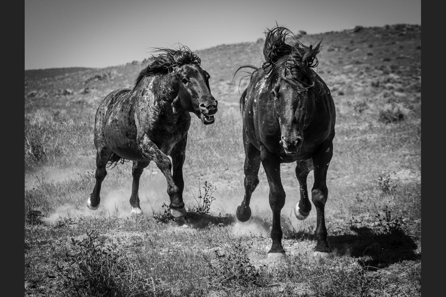 Glenn Rudd: Horseplay - Dugway, Utah