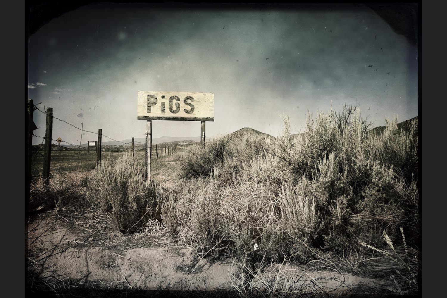 Steve Goff: Pigs - Northern New Mexico 