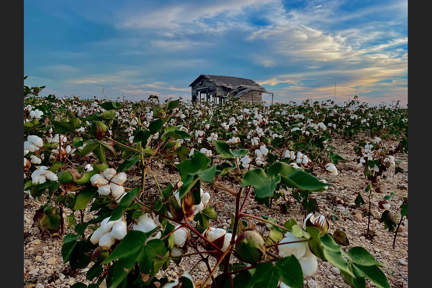 Kandace McNeese: West Texas Cotton - Sweetwater, Texas