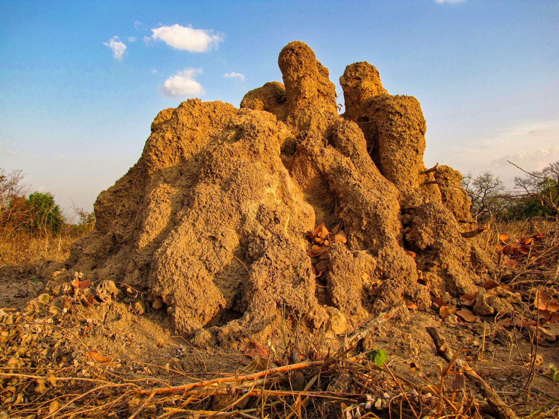 Willa Finley: Termite Mound - Toumoukro, Cote d'Ivoire 