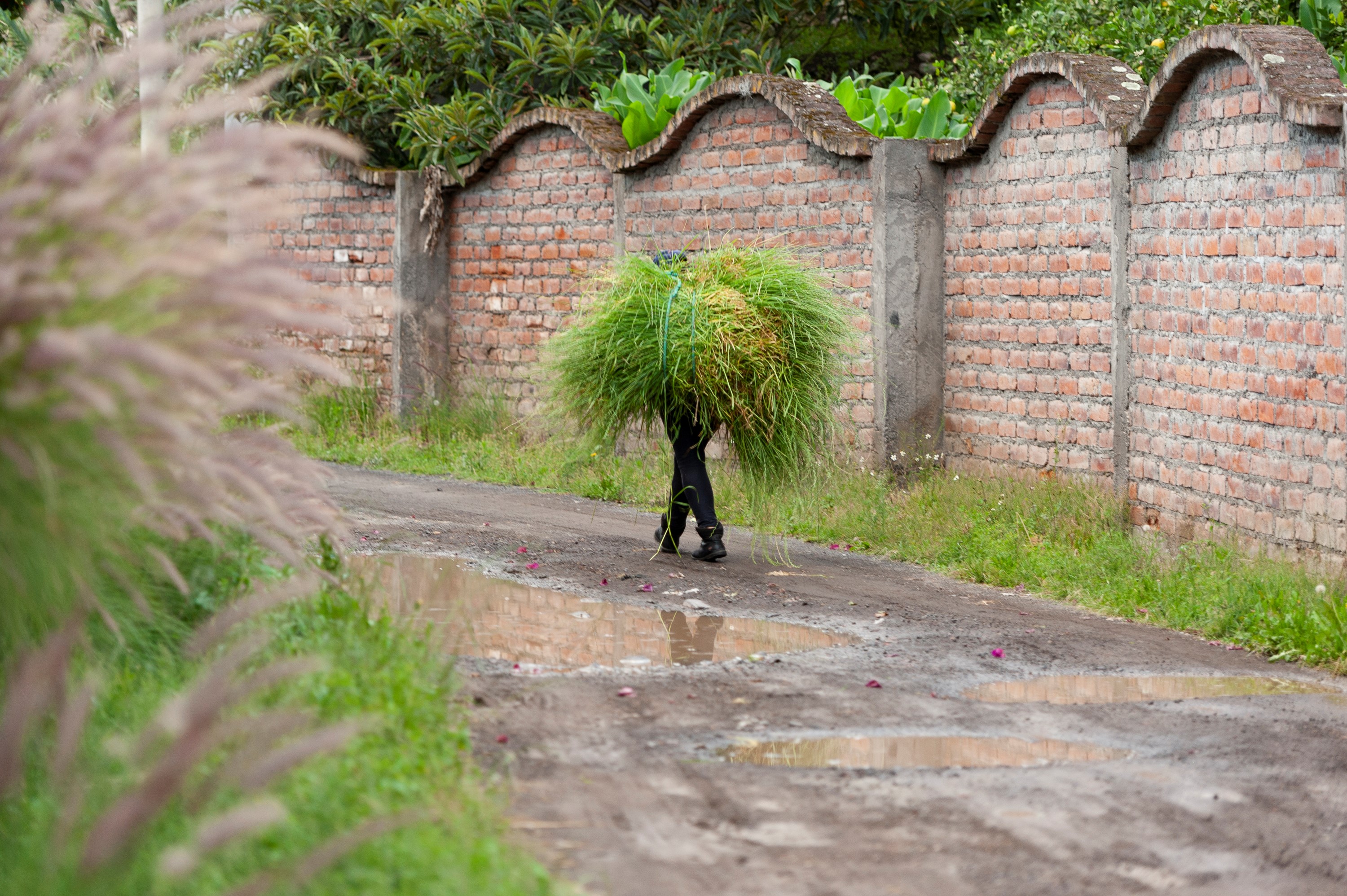Lucas Munoz: Walking Grass - Quito, Equator