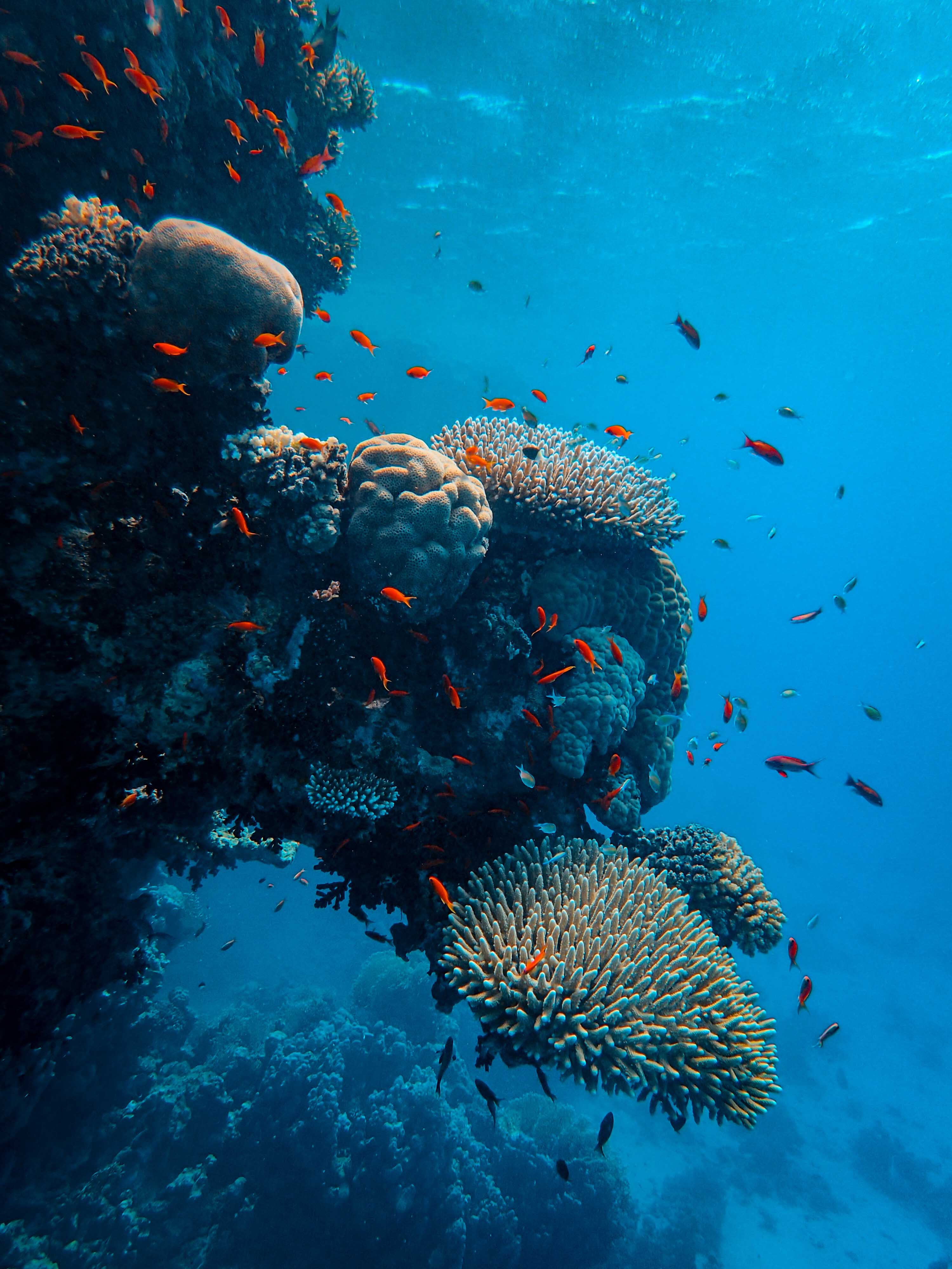 Coral Reef: Red Sea