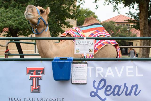 Study Abroad | Rango 2018
