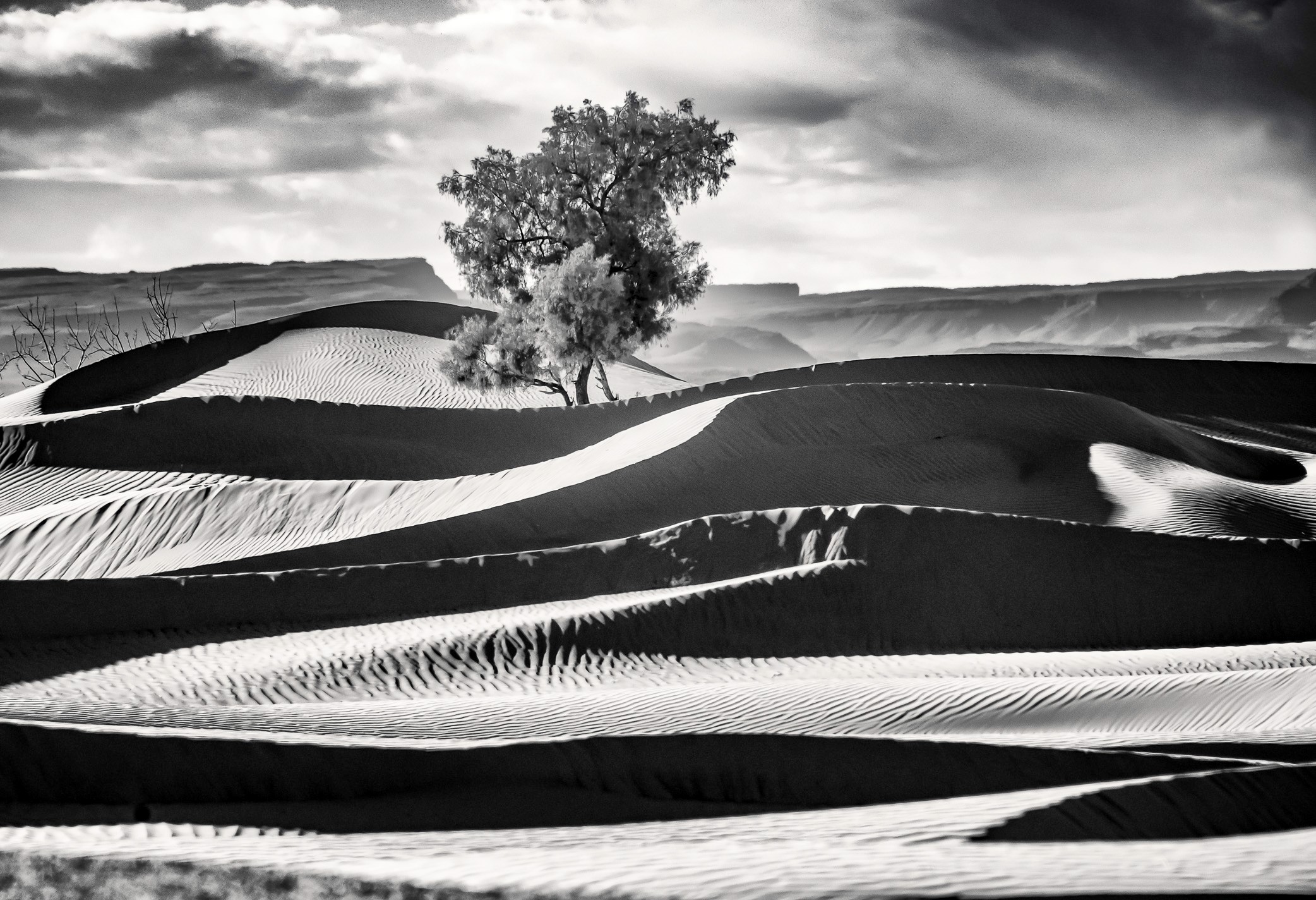 a lone tree in the sahara desert