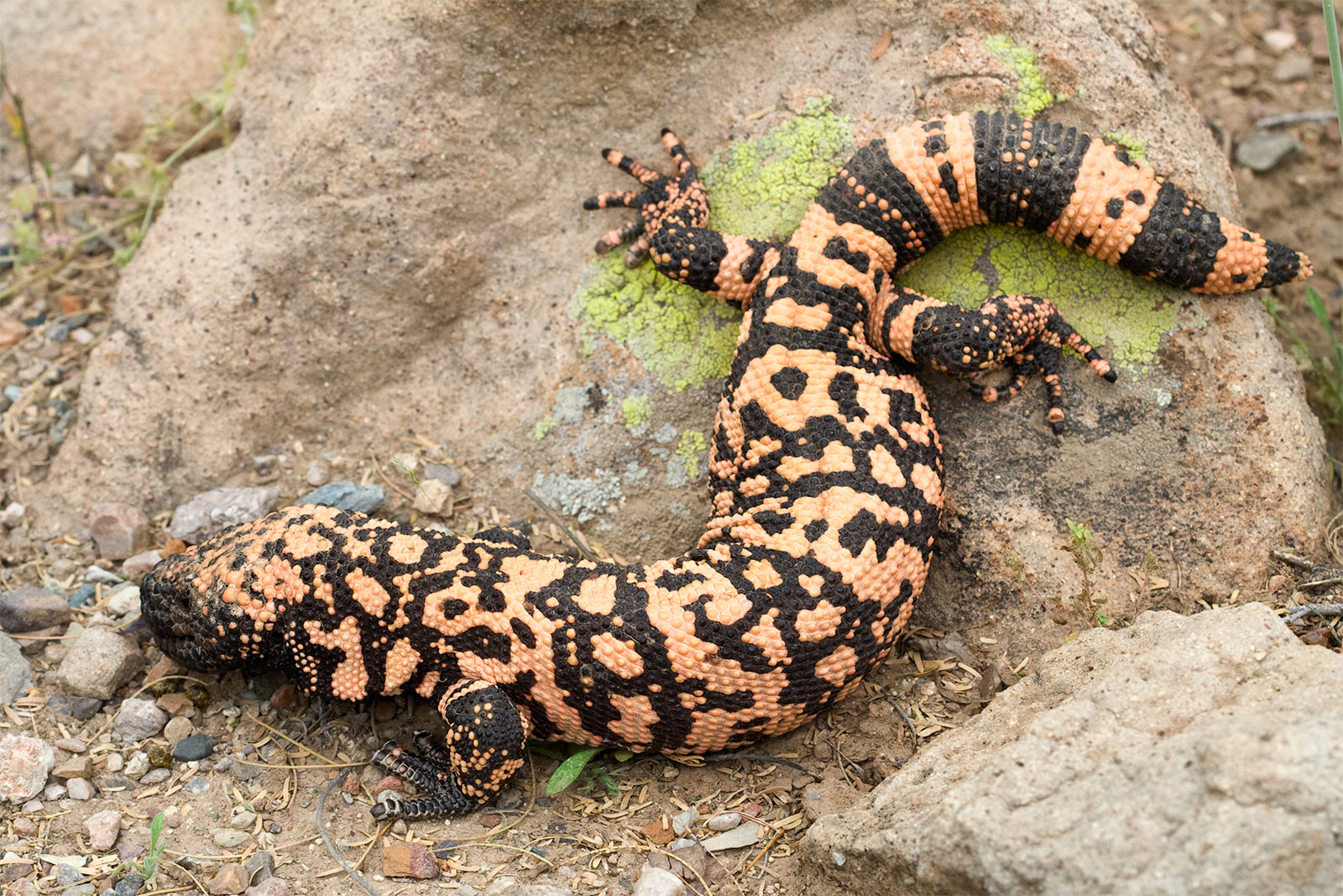 Gila Monster