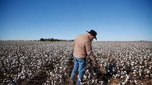 Farmer in Cotton Field