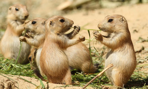 prarie dogs sharing a plant 