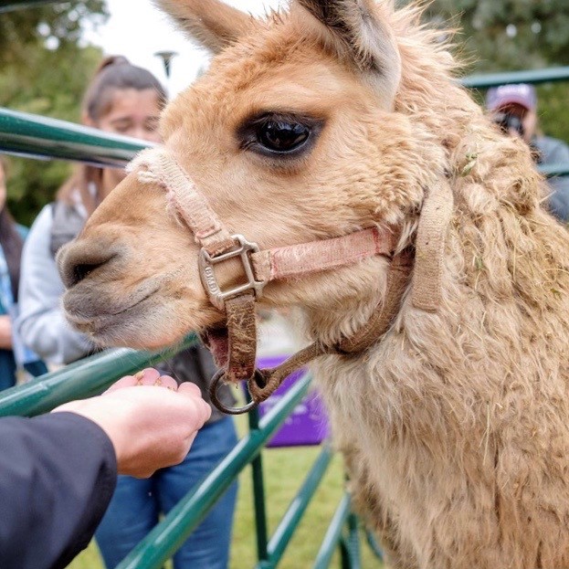 Student feeding llama on campus
