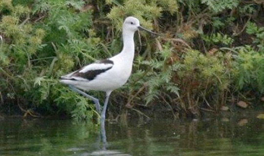 American Avocet